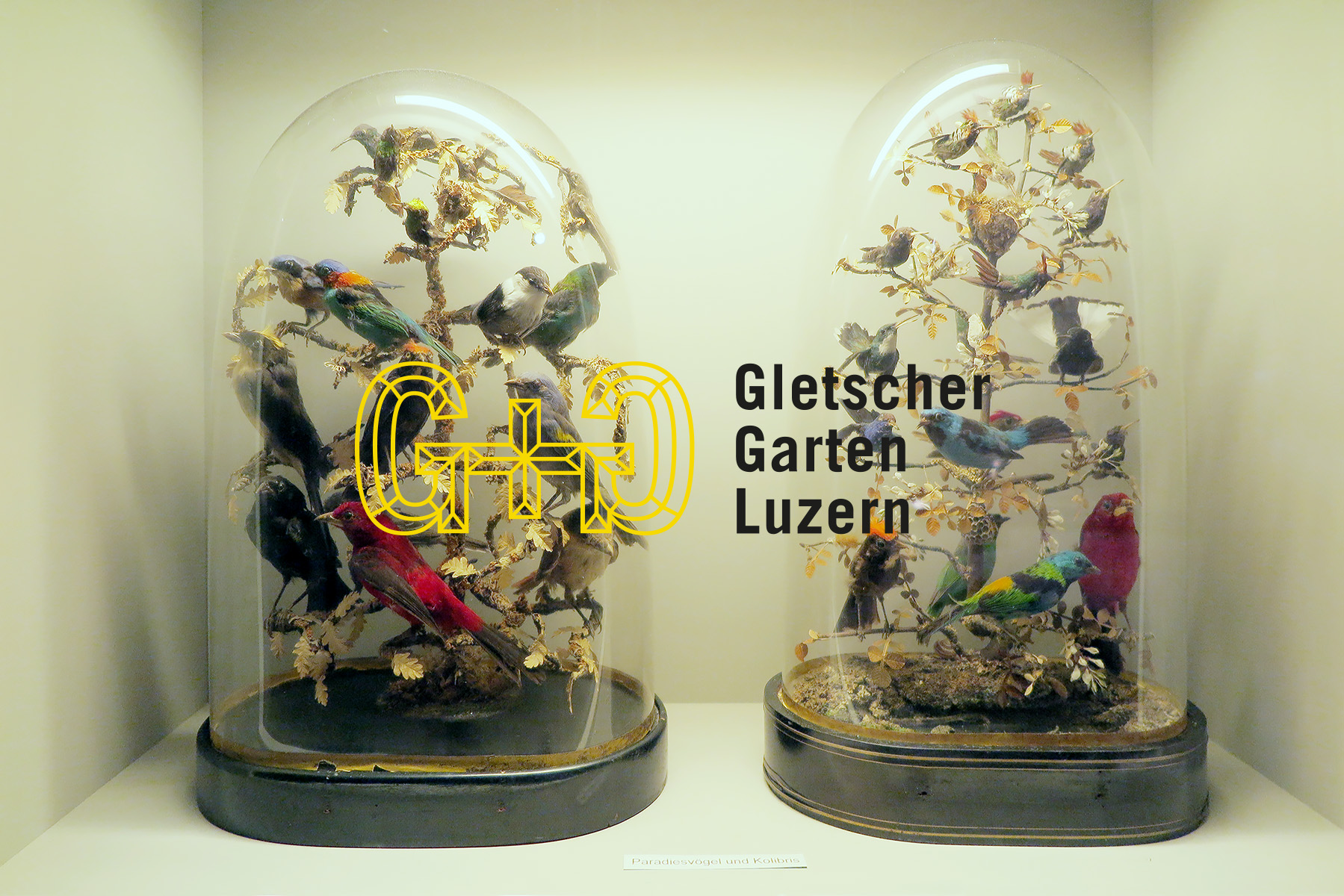 Gletschergarten Corporate Design Header Webseite